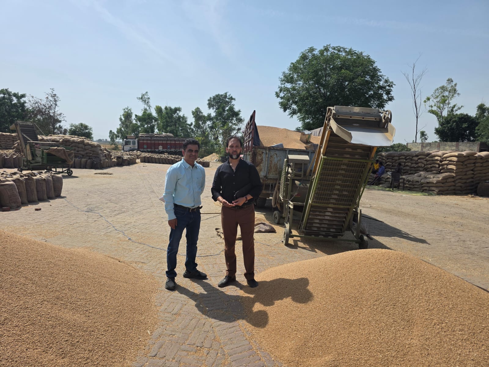 अब तक 386256 मीट्रिक टन गेहूं की आमद, 385627 मीट्रिक टन फसल खरीदी गई