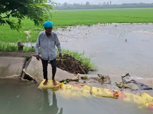 पटियाला में रजवाहा टूटा, 100 एकड़ धान की फसल डूबी : पानी रोकने का प्रयास नाकाम; किसान बोले-नहरी विभाग की लापरवाही से फसल खराब